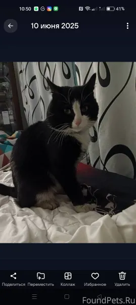 Пропал кот на улице лесной. Ес...