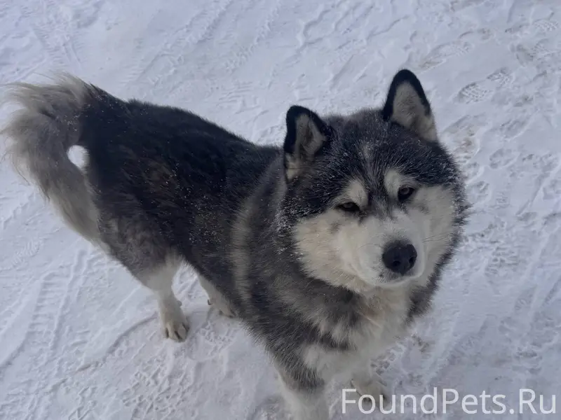 Всем здравствуйте! Кто потерял...