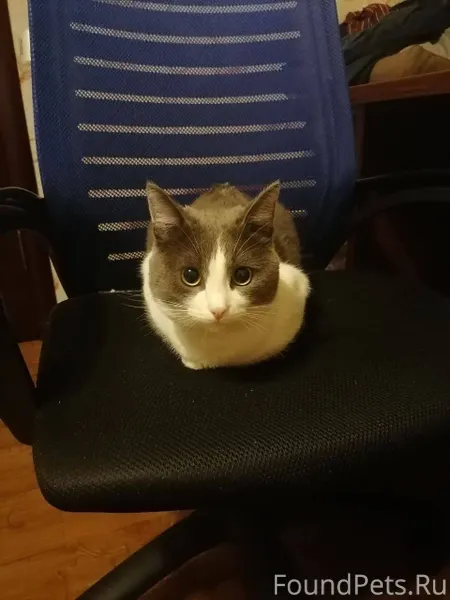 Пропал кот в районе химика Зна...