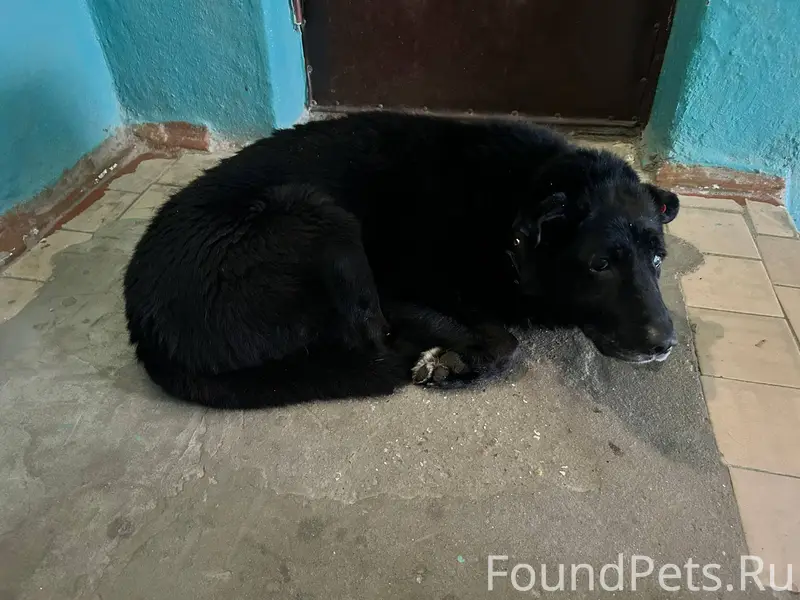 Кто-то потерял собаку, ходит с...