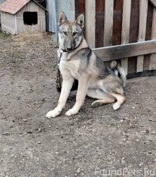 Потерялась собака, породы лайк...