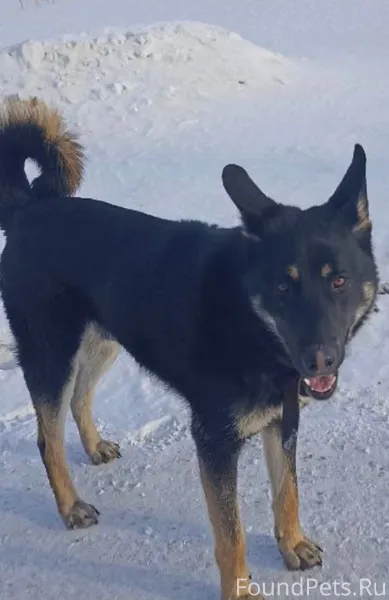 🆘 чья Потеряшка? ⚠️⚠️⚠️Найден ...