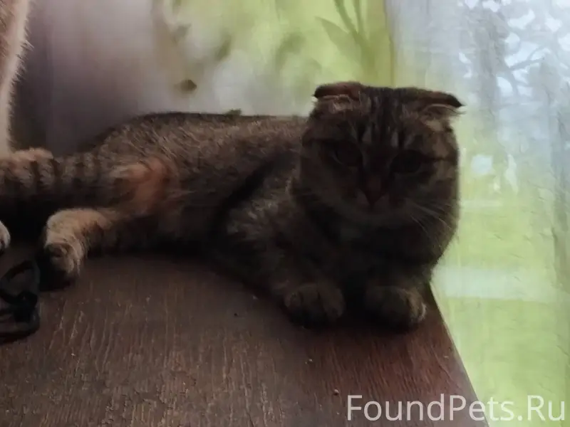 Пропала кошка в форштадте. Есл...