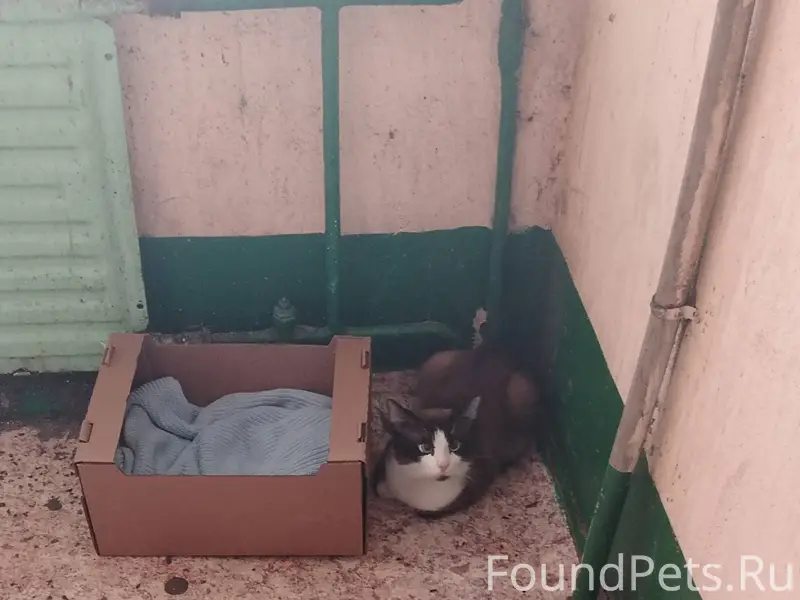 🆘Заволга. Найден котик, на вид...