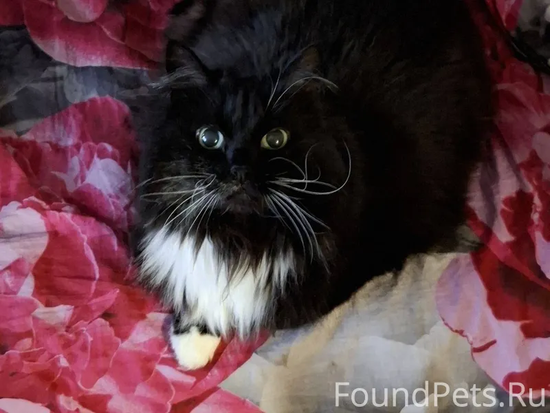 Пропала кошка. Кличка Чудо. Ес...
