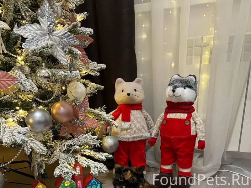 ❗️ПРОПАЛА КОШКА❗️ Кличка Молли...