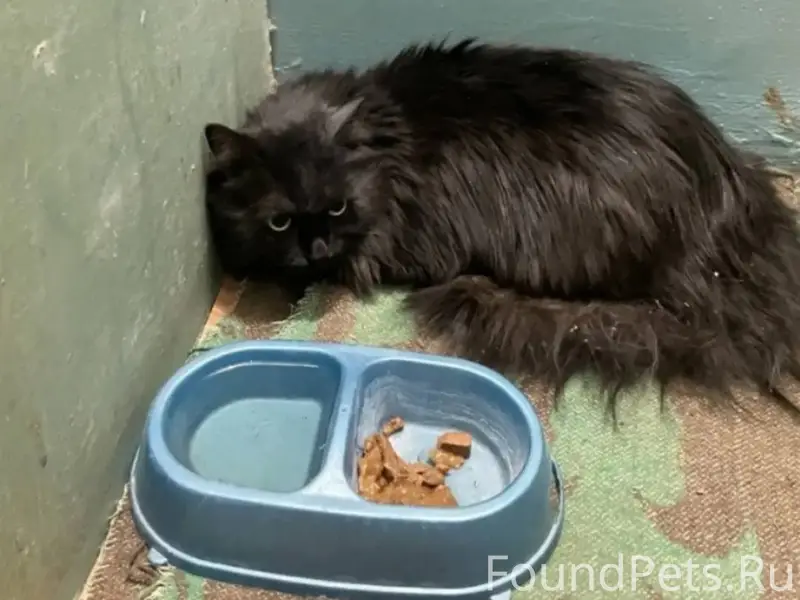 На Бурова 36 найдена крупная, ...