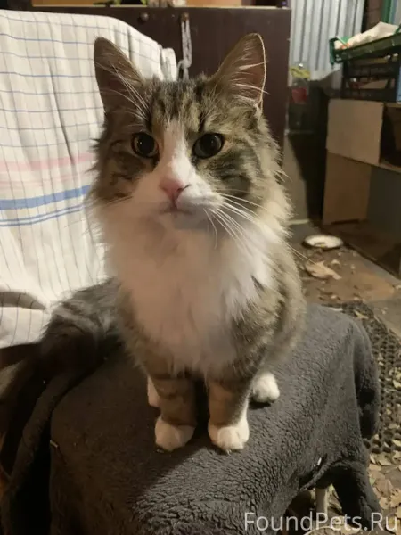 Доброе утро. Верю в силу чата🙏...