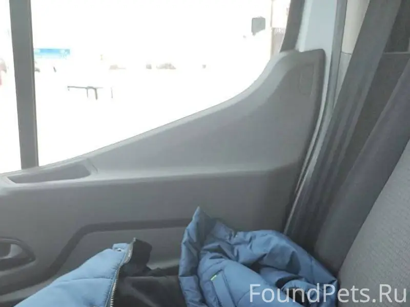 Найден кот. Ищем хозяина! 10.0...