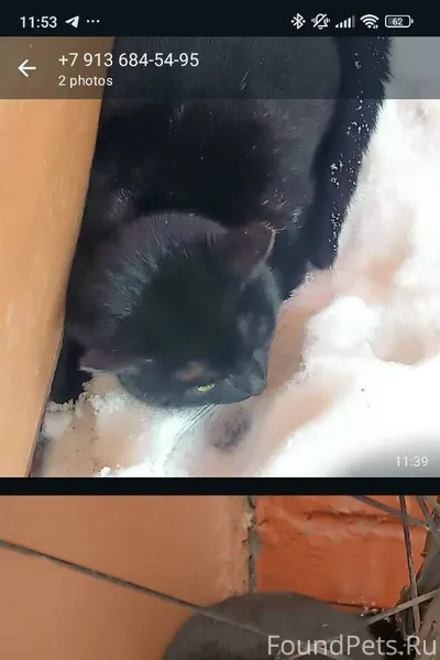 Здравствуйте! Найден черный ко...