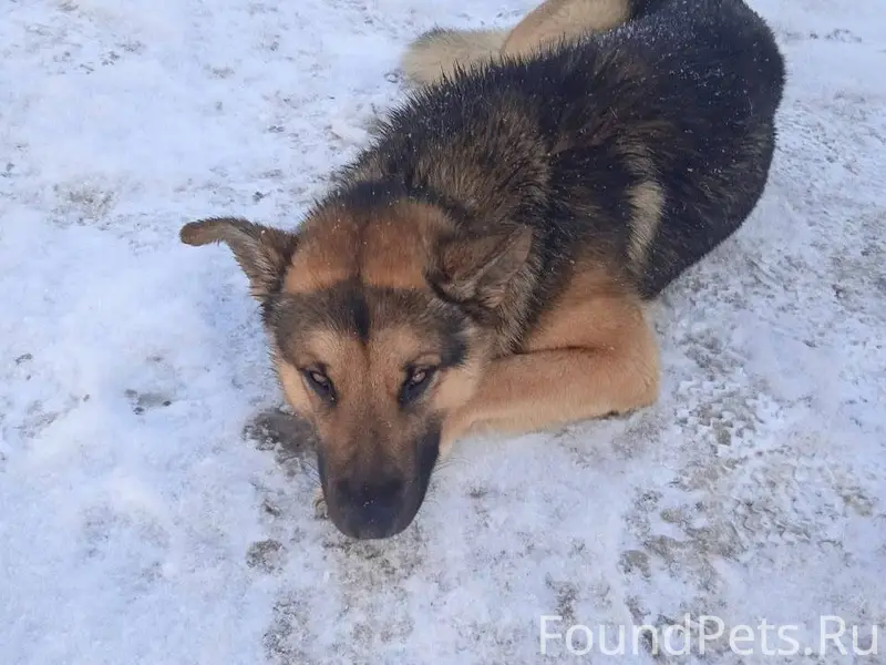 Добрый день, у кого потерялся ...