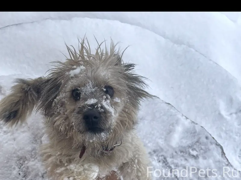 Пропала собака