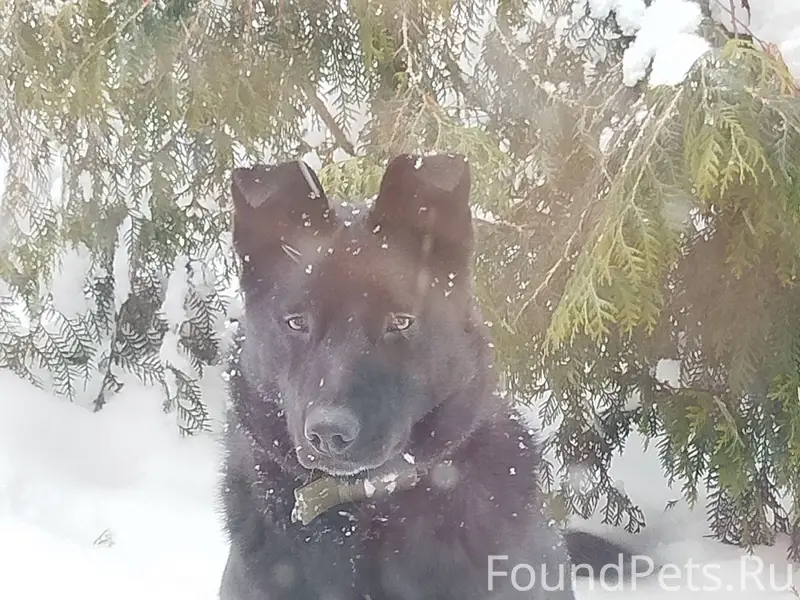 Потерялся пёс по кличке Грей в...