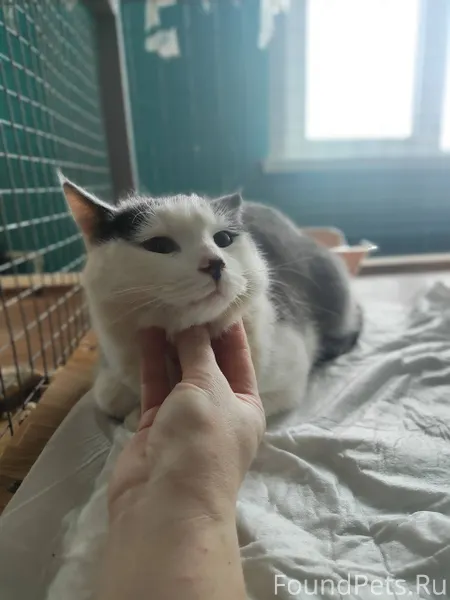 Пропал кот.Зовут Гоша последни...