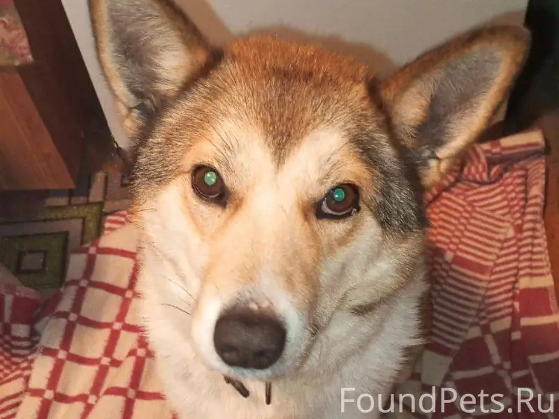 ❗️Ищем хозяина❗️ В с. Шушкодом...