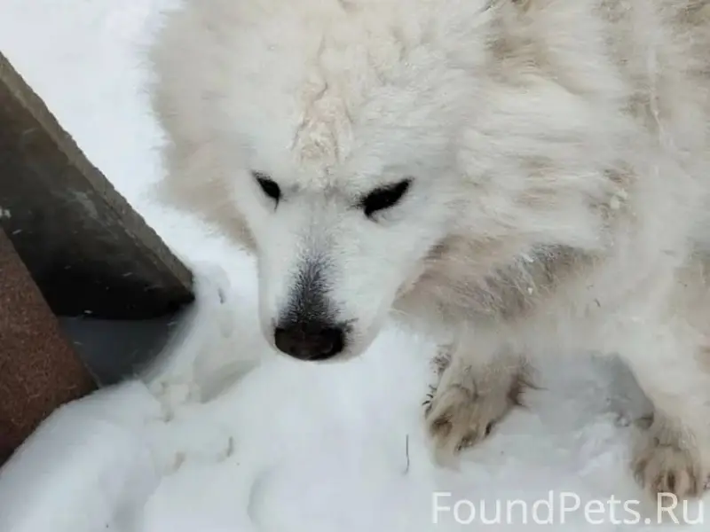 Пропал друг‼️05.02 возле ГПЗ у...