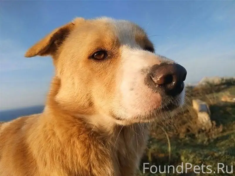 Потерялся пес,в последний раз ...