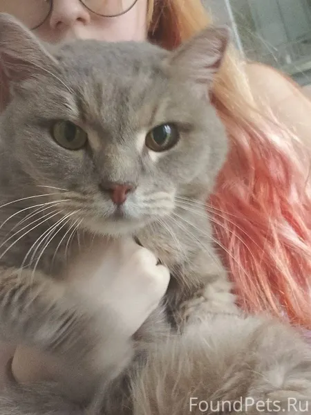 НАЙДЕНА КОШКА! На Дзержинского...