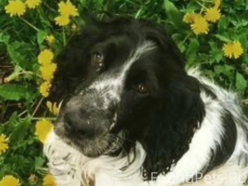 Пропала собака! Пожалуйста, ма...