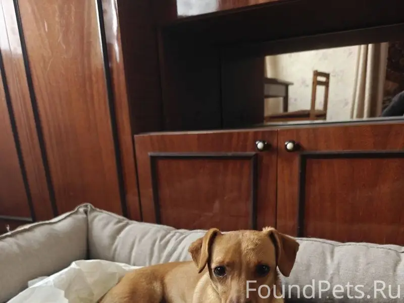 Джанкой Пропала собака Кличка ...