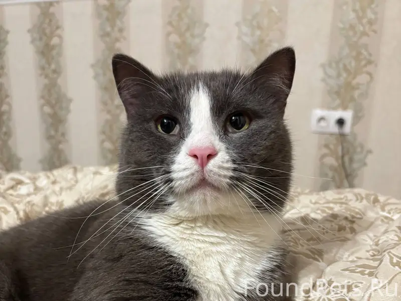 Пропал кот! Напишите, пожалуйс...