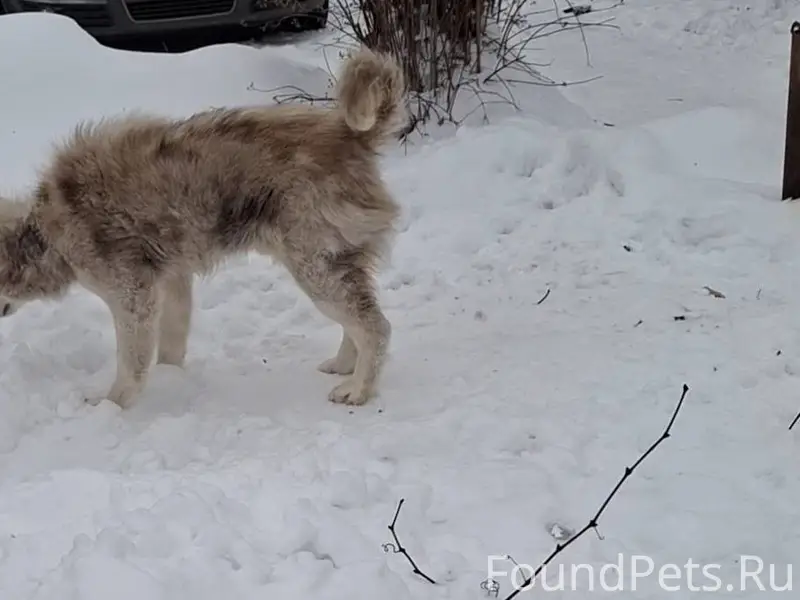Убежал пес, старый, слепой, до...