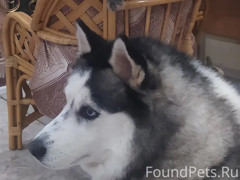 Потерялся пёс, очень добрый и ...