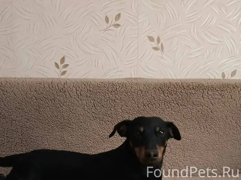 Пропала собака ягдтерьер, клич...