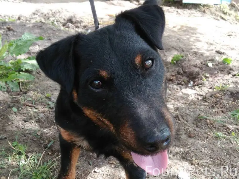 Потерялась собака. Если увидит...