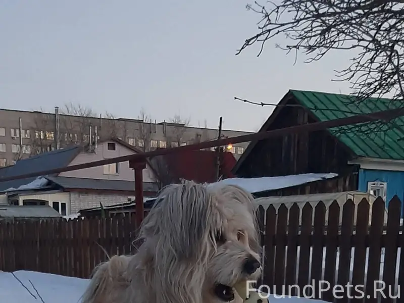 Потерялся пес, сегодня 10.02 п...