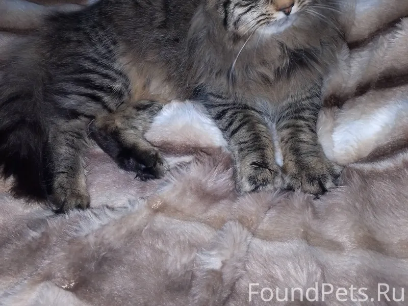 Пропал кот ! Улица Суворова ( ...