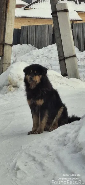 Сотниково ,ул Уфимская бегает ...