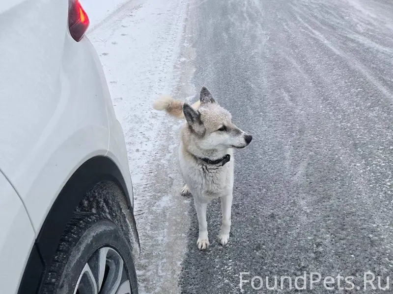 Тюмень. Найдена собака в ошейн...