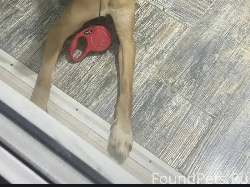 ВОЛЖСКИЙ, найдена собака, стар...