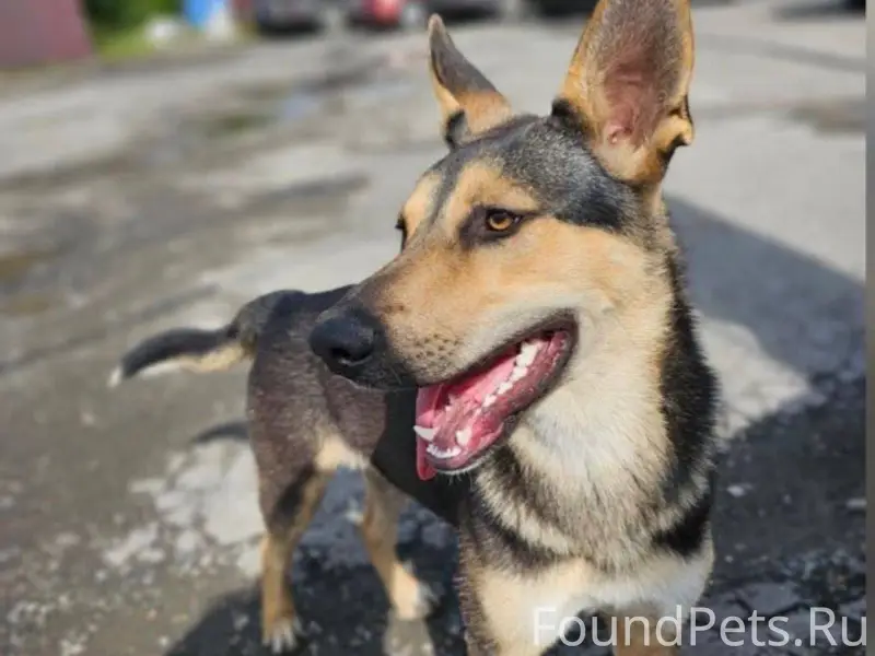 Новоалтайск. Сбежал пес. Кобел...