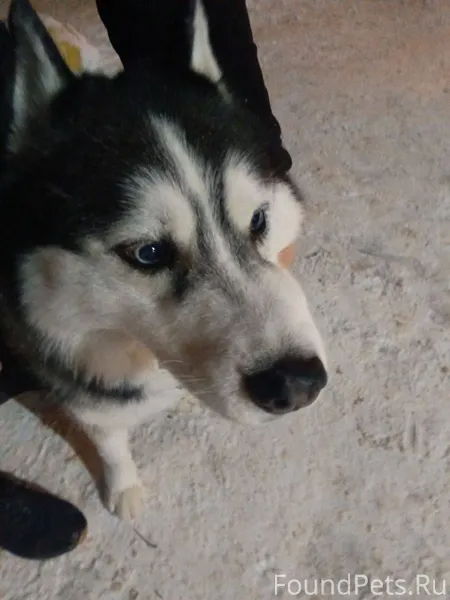 ❗️ПОТЕРЯШКА! Ищем хозяев или п...