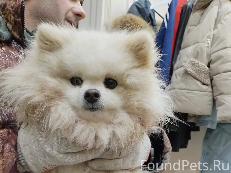 Добрый день! Нашли собаку на Я...