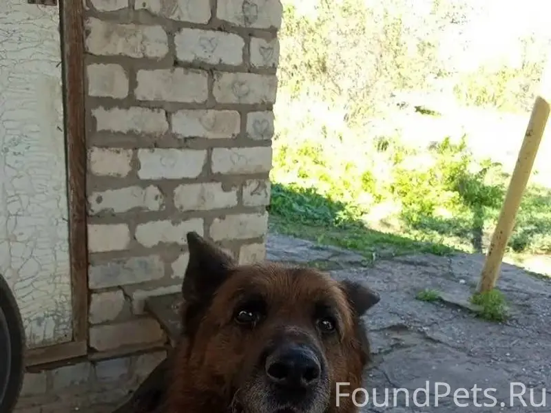 Пропала собака, немецкой пород...