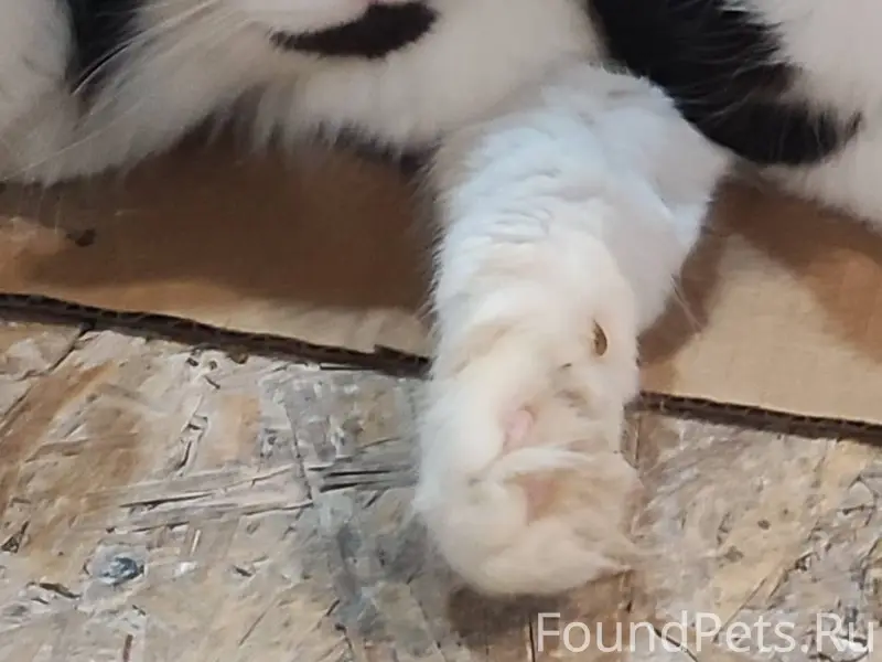 Здравствуйте 08.02 пропал кот,...