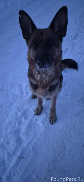 Чья потеряшка ,бегает 2 ой ден...