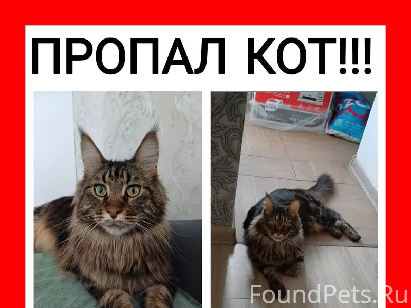 Пропал кот, кличка Петрович. Ч...