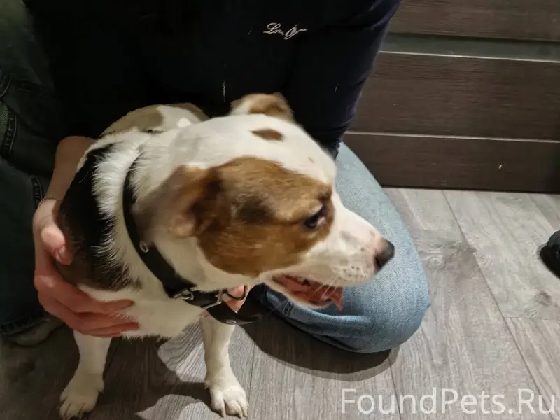 Кто потерял собаку? Целый день...