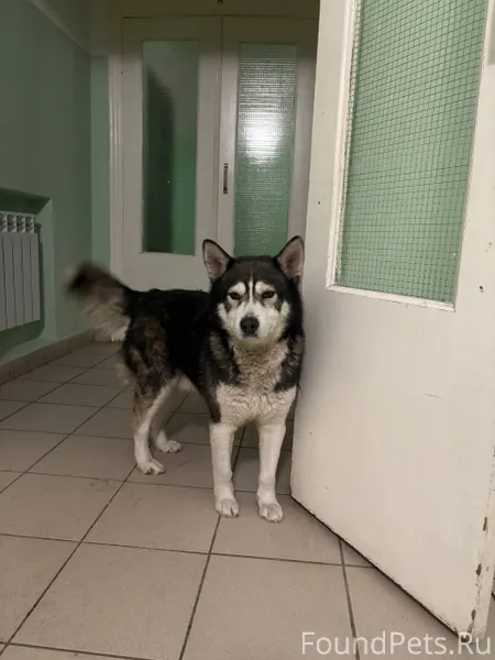 Видели собаку хаски (или метис...