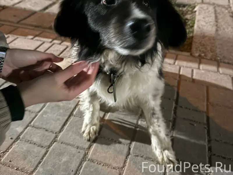 Район Семь ветров бегает собак...