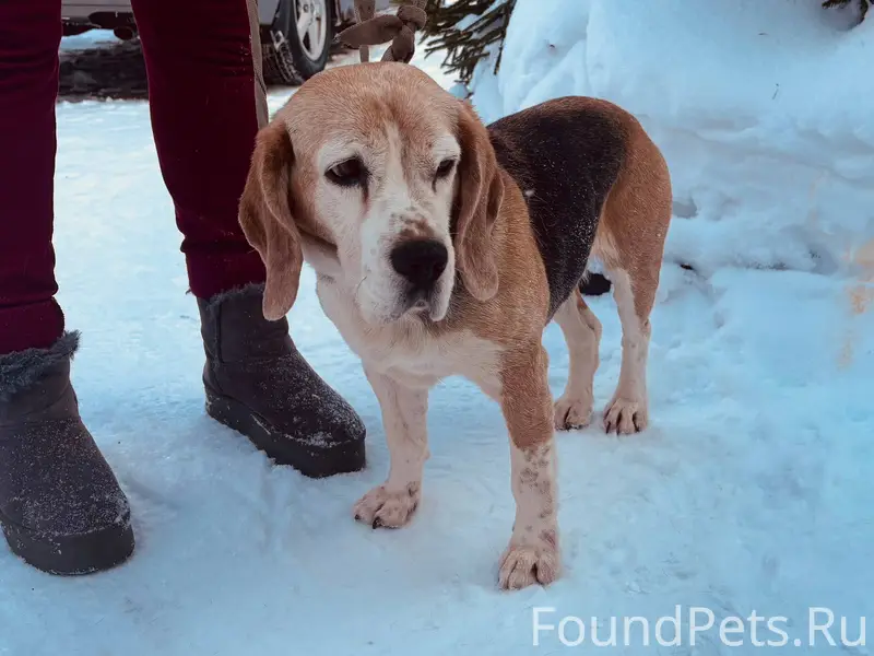 Найдена собака порода Бигль (д...