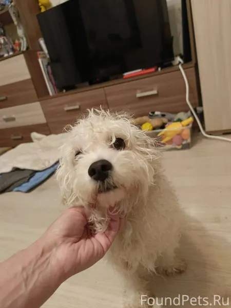 Найден привязанным к дереву, в...