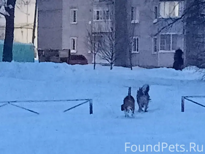 На Южном второй день вижу соба...