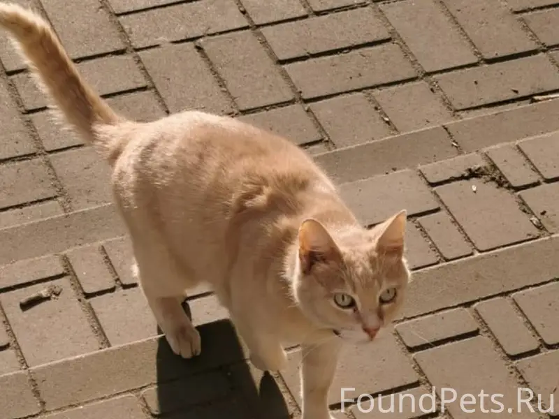 Друзья, пропал мой кот Рыжик 2...