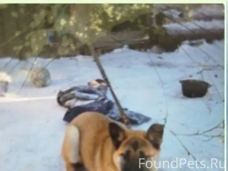 РОЗЫСК Потерялась собака. Откл...