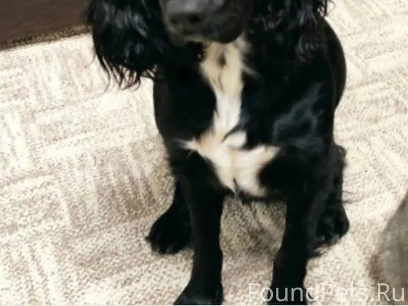 Пропала собака по кличке Летти...